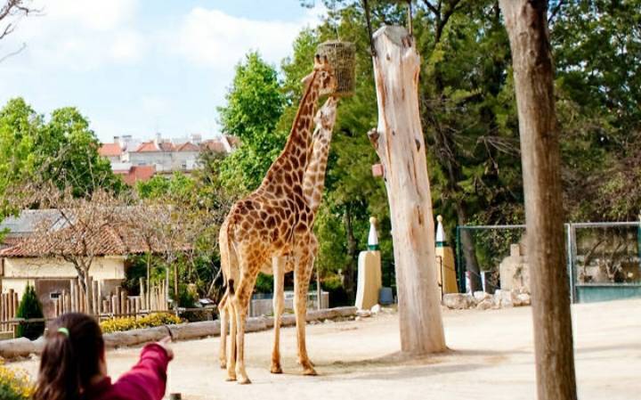 Place Jardim Zoológico de Lisboa 