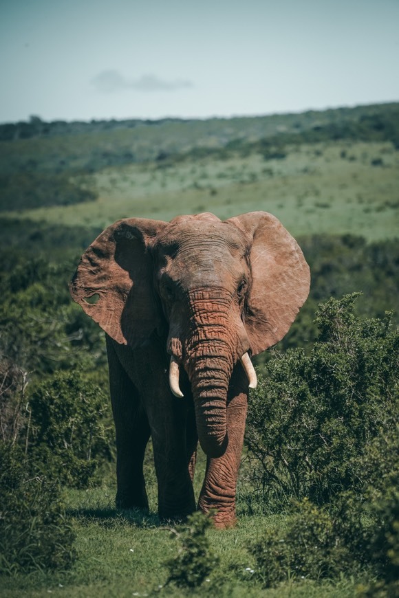 Place Addo Elephant National Park