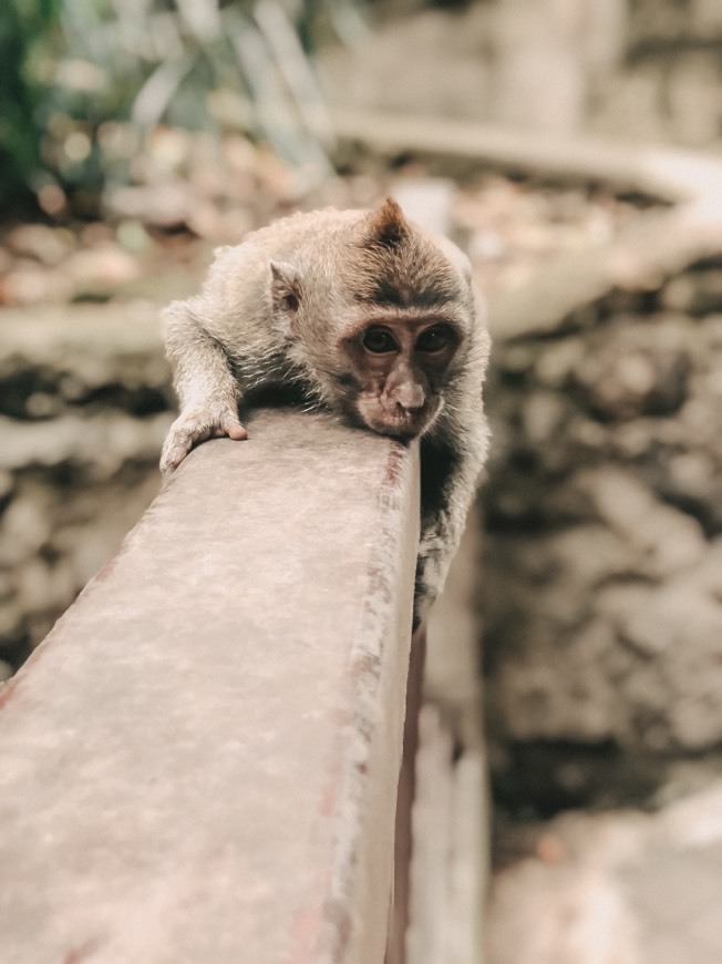 Place Sacred Monkey Forest Sanctuary