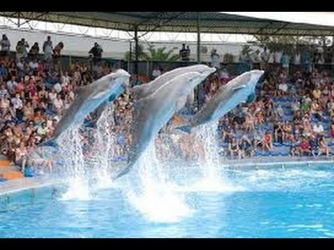Lugar Zoomarine
