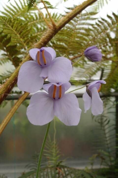 Fashion Utricularia