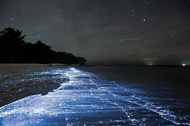 Fashion Bioluminescência nos Mares