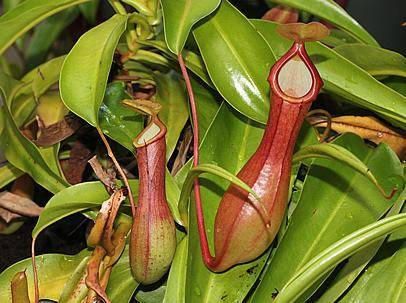 Nepenthes spp