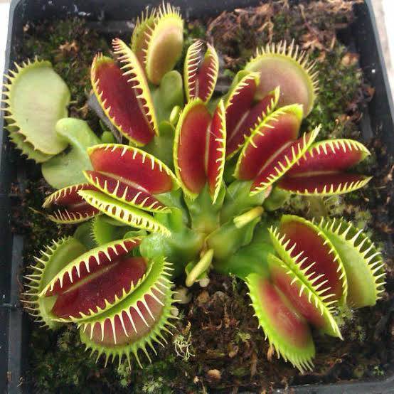 Fashion Dionaea
