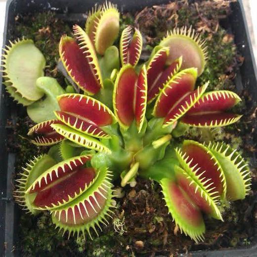 Dionaea
