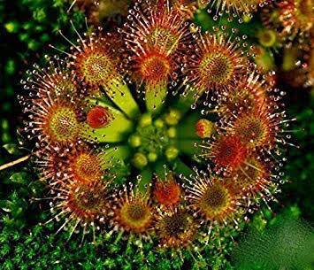 Fashion Drosera Rotundifolia