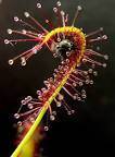 Fashion Drosera Capensis