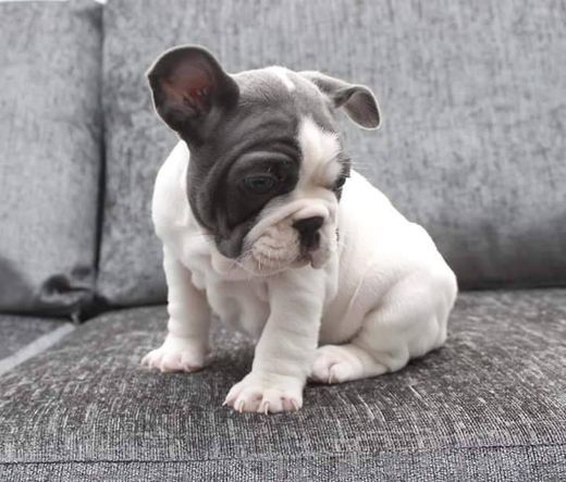 Social Pet Supplies Plus