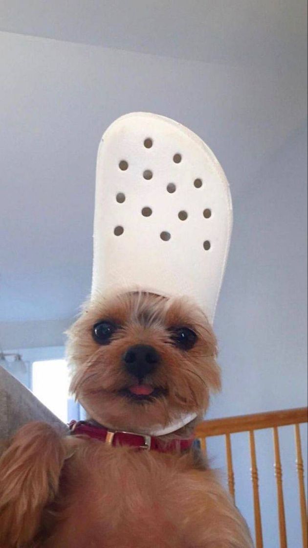 Fashion Dog 🐶