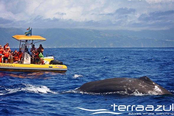 Place Azores Whale Watching TERRA AZUL™
