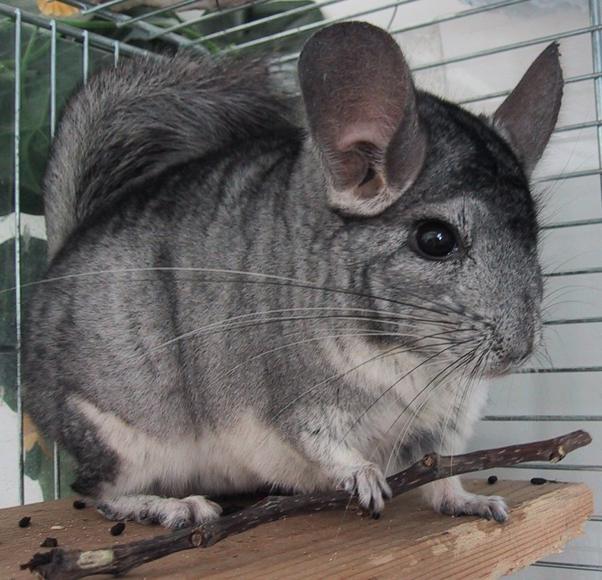 Moda Chinchilla (animal) - Wikipedia, la enciclopedia libre