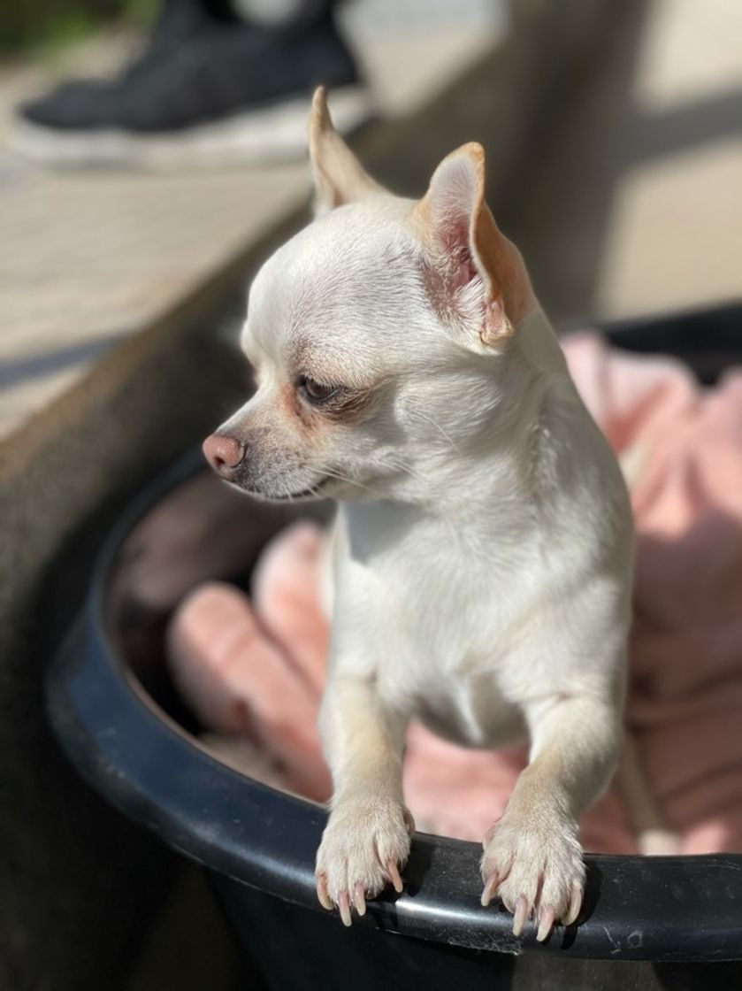 Fashion Chihuahua 