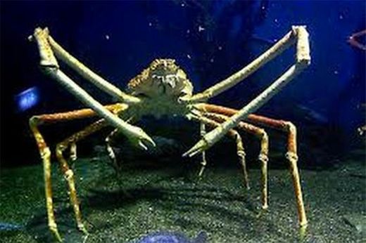 Caranguejo Aranha Gigante