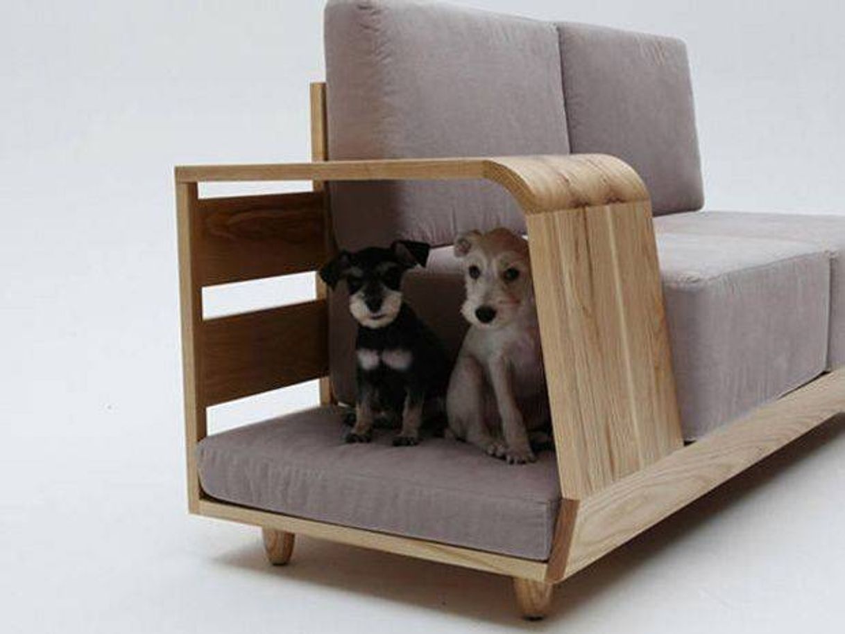 Social SOFÁ-PETS🐕🐈