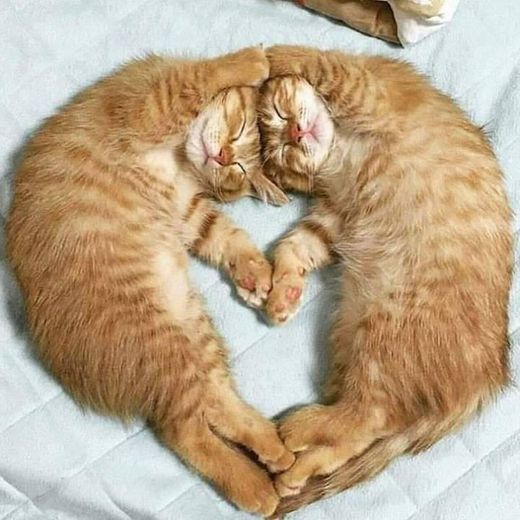 Amor de gatito!