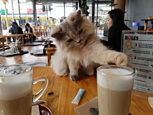 CAT 'n' A CUP Cat Cafe