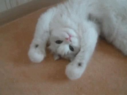 Gatos fofos GIFs - Get the best GIF on GIPHY
