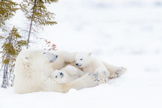 Urso Polar Images, Stock Photos & Vectors | Shutterstock