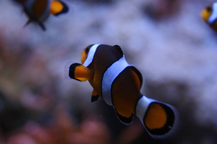 Lugar Aquarium de Barcelona Barcelona