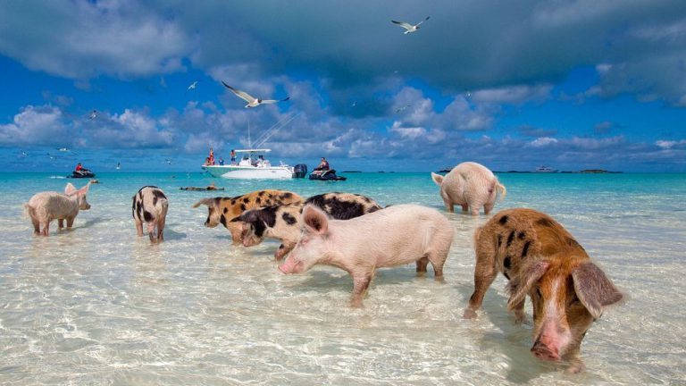 Place Île aux Cochons