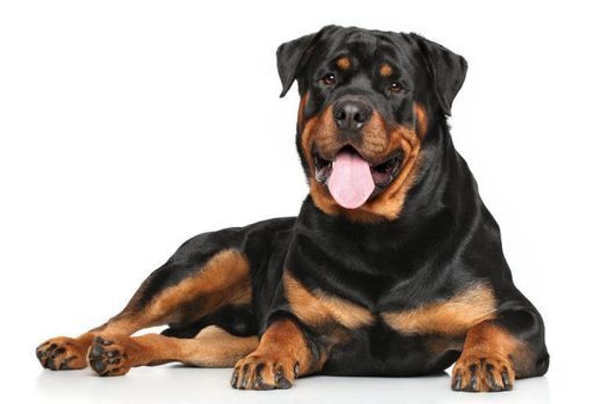 Fashion Rottweiler