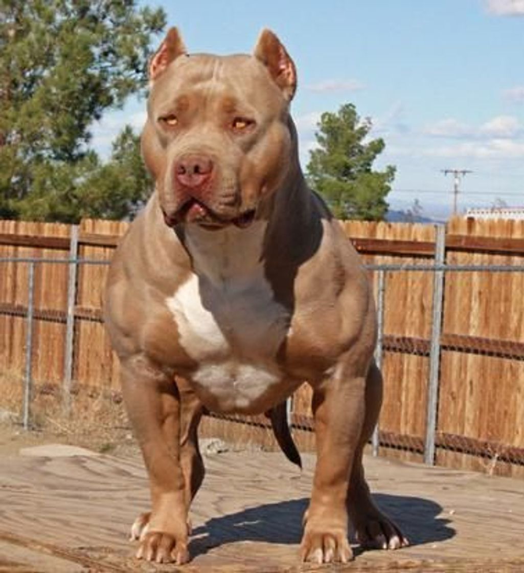 Moda Pitbull