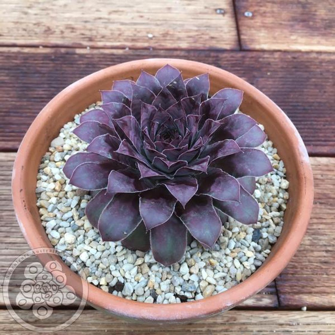 Fashion Sempervivum Adel Moed – Succulents Australia Sales