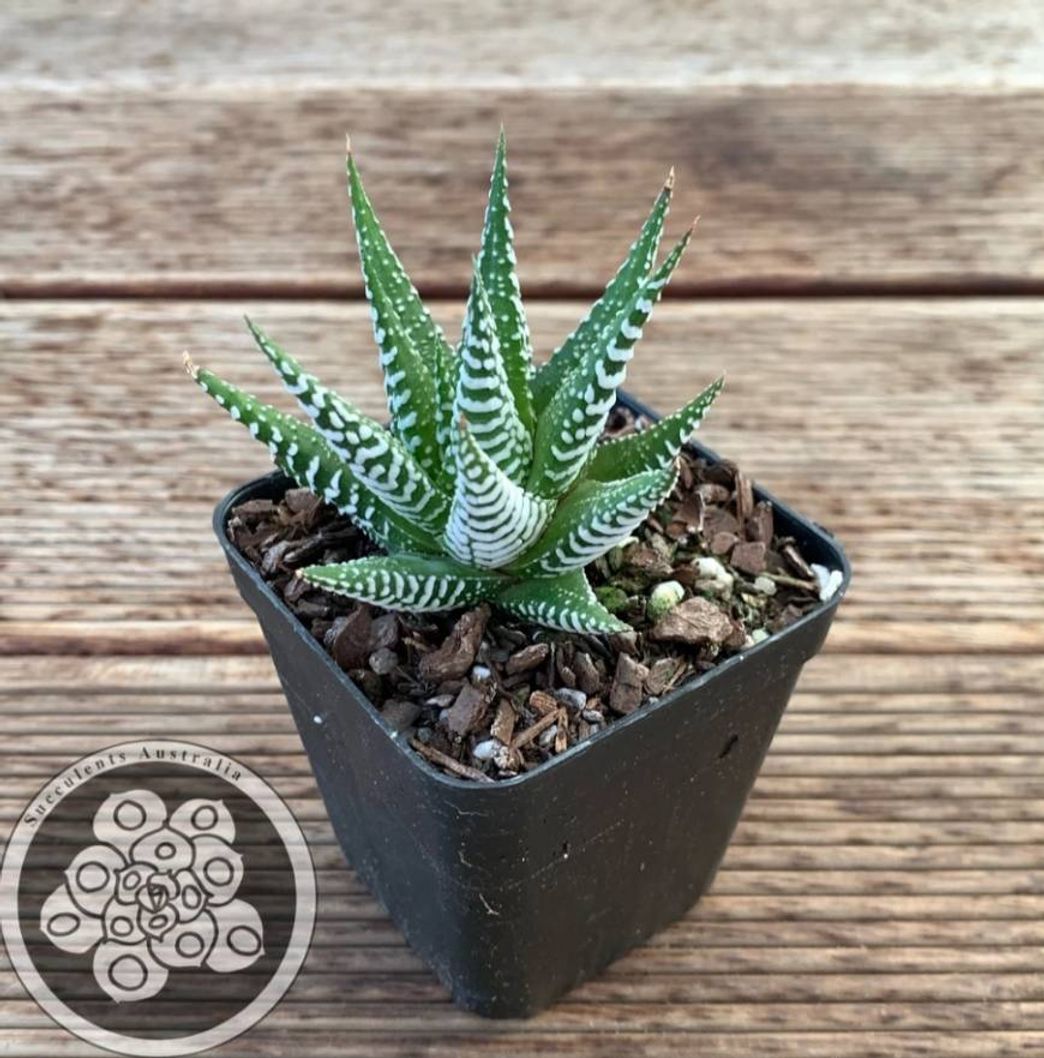 Fashion Haworthia attenuata 'Wide Zebra'

