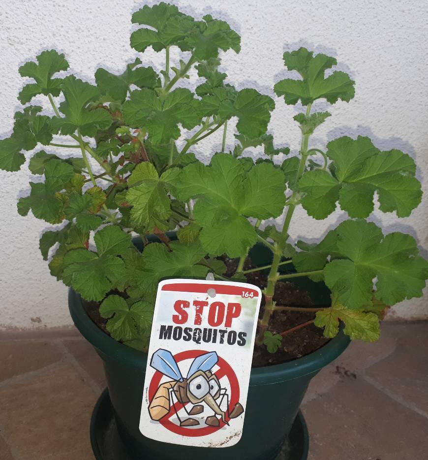 Product Citronella - Planta antimosquitos - Maceta 15cm. - Pelargonium Citrodorum/Graveolens - Planta