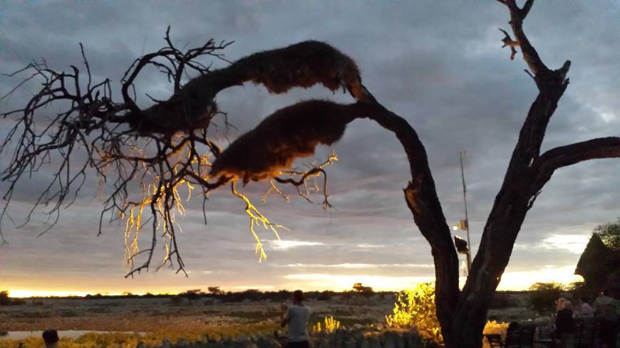 Lugar Etosha National Park