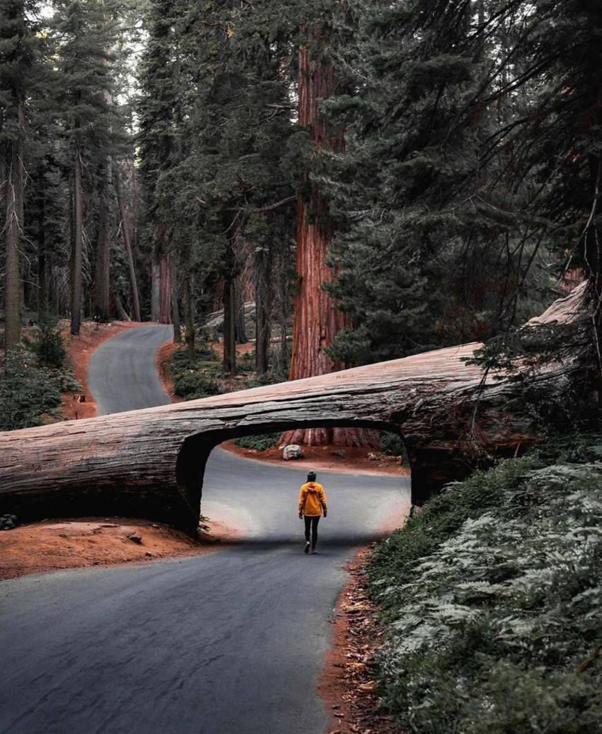 Lugares Parque Nacional da Sequoia