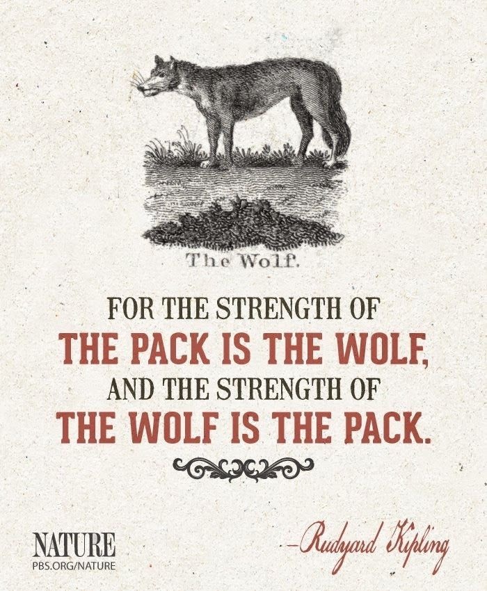 Moda Wolf Quotes