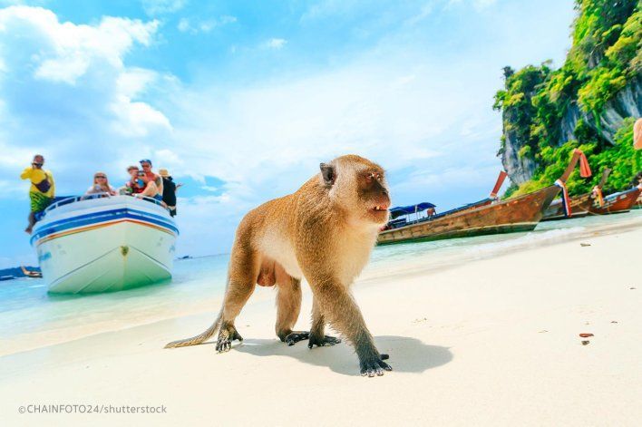 Fashion Monkey Beach in Phi Phi Island - Great Snorkelling Spot on Koh Phi ...