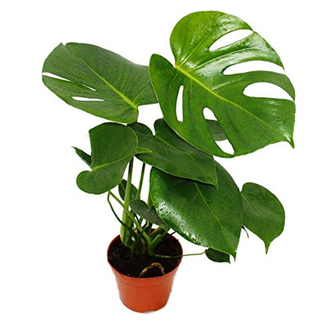 Producto Monstera deliciosa