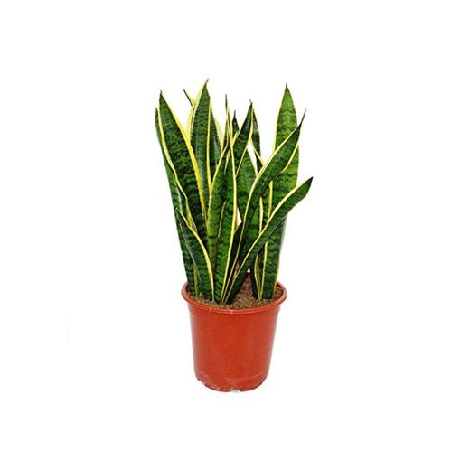 Sansevieria trifasciata - 19cm pot - total height