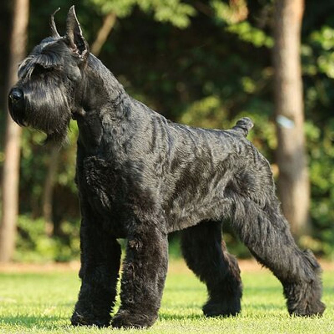 Social Schnauzer gigante