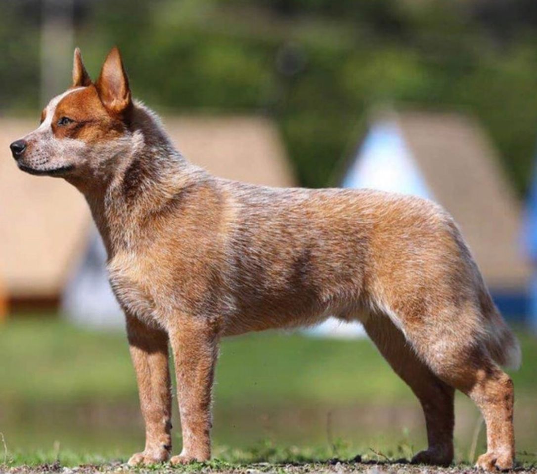 Social Boiadeiro-australiano 