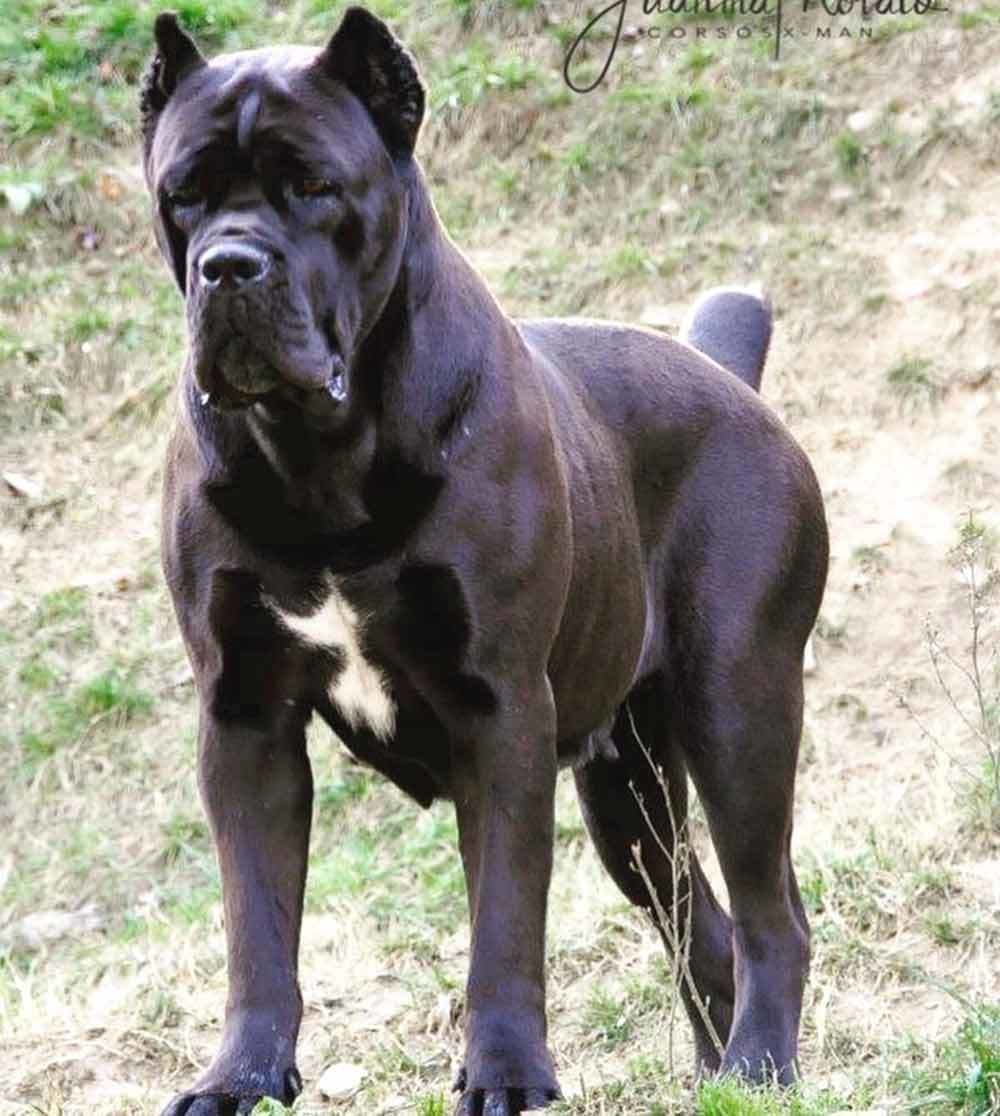 Social Cane Corso