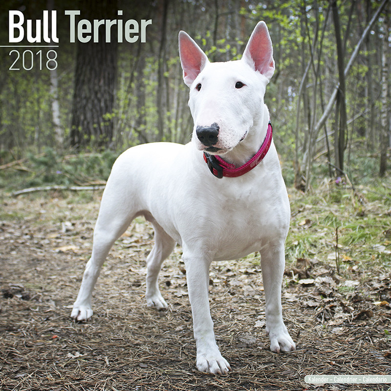 Moda Bull Terrier