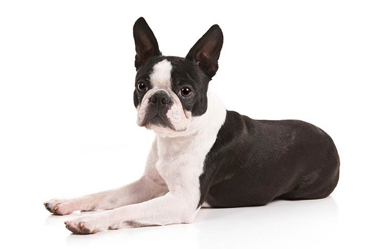 Moda Boston Terrier