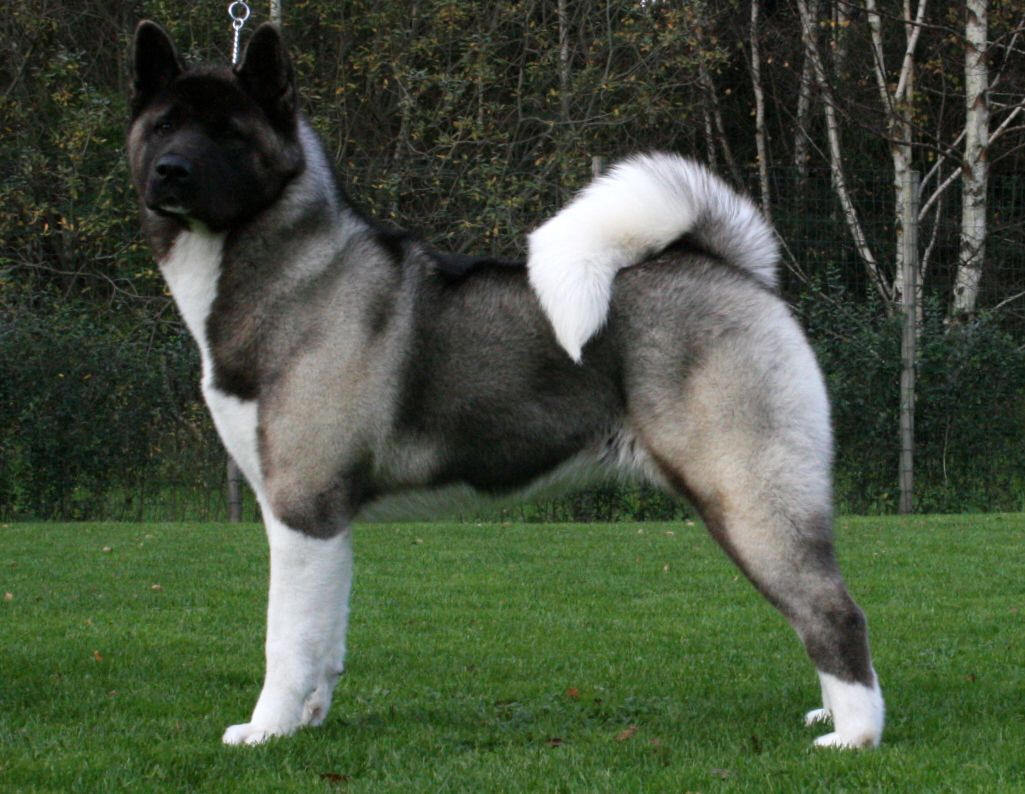 Fashion Akita americano