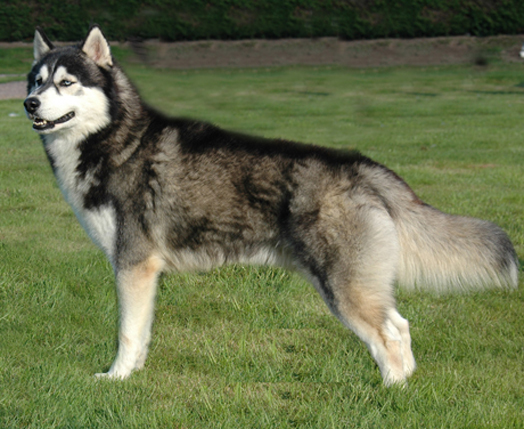 Fashion Husky siberiano