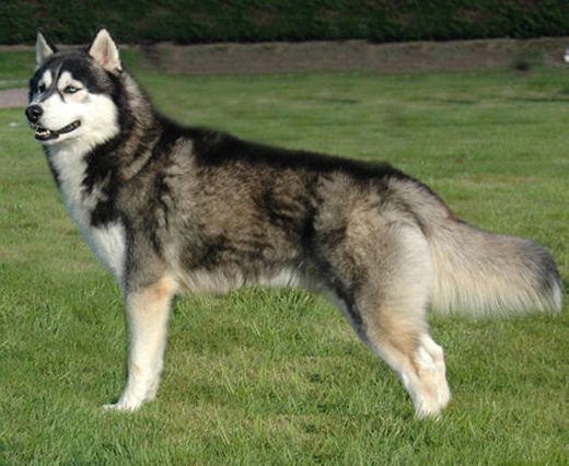 Husky siberiano