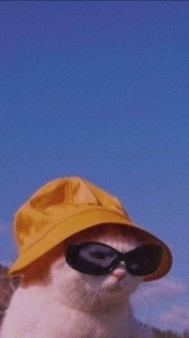 Social Aesthetic 👓 🐱