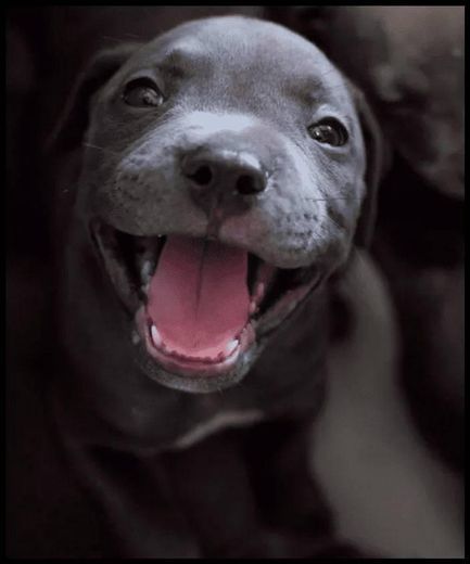Social Filhotes de Pit Bull