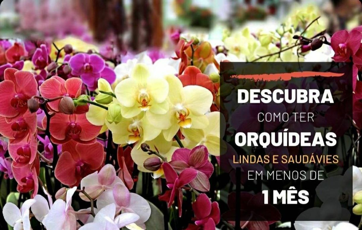 Moda Curso em E-book sobre o cultivo  de orquideas. 