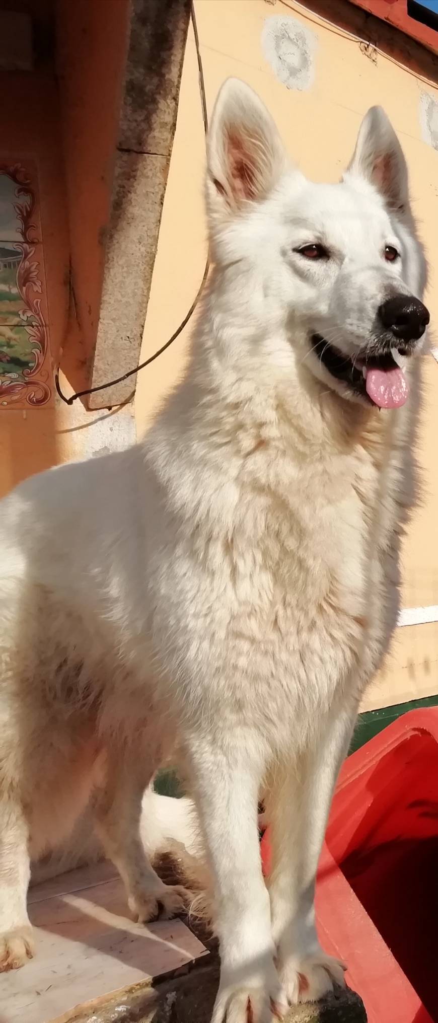 Social Pastor Branco Suiço - Home | Facebook