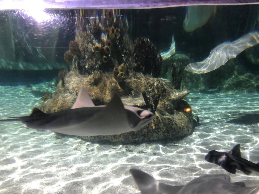 Lugar SEA LIFE Porto