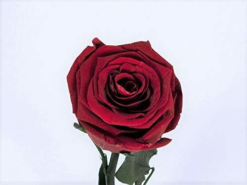 Productos Floréate Rosa Roja eterna preservada de 25 cm