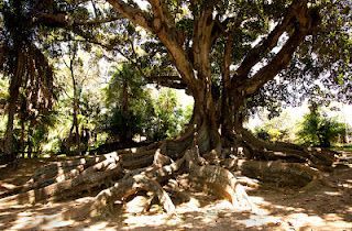 Place Jardim Botânico